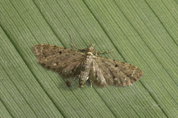 Eupithecia sp.23