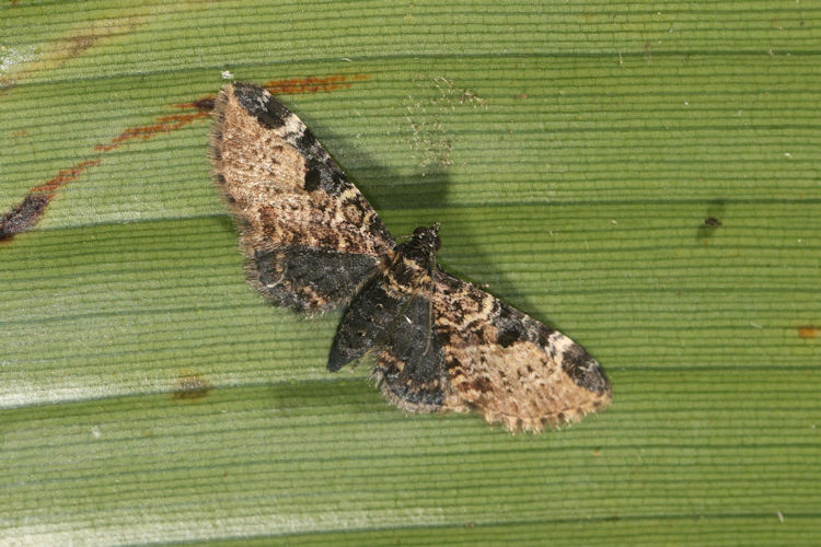 Eupithecia sp.24