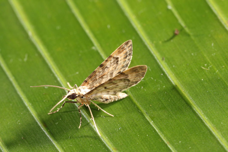 Eupithecia sp.17