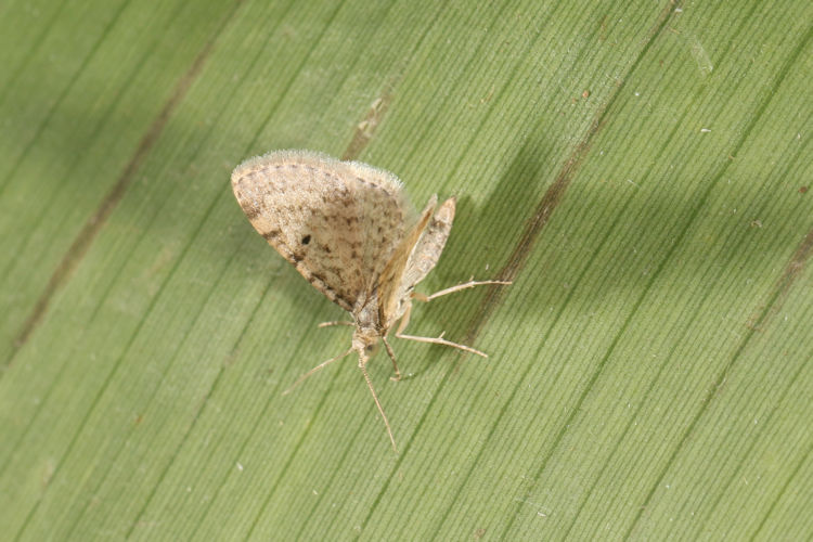 Eupithecia sp.10
