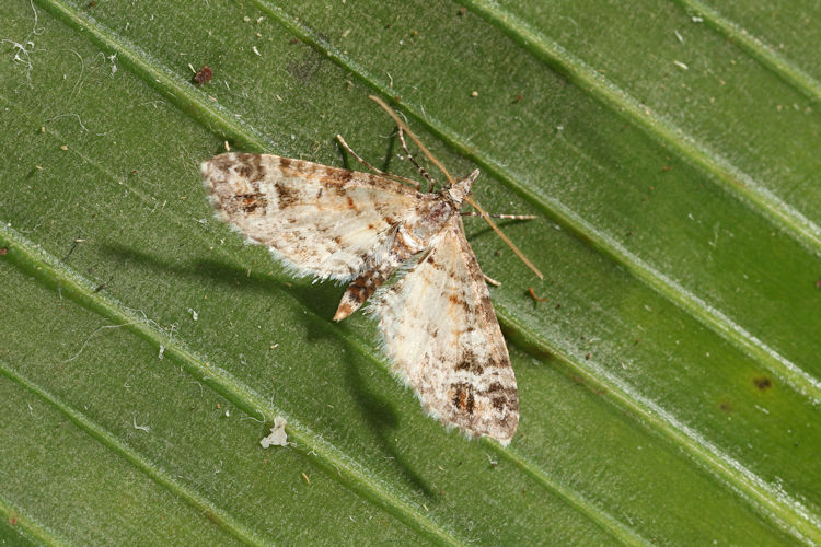Eupithecia sp.26