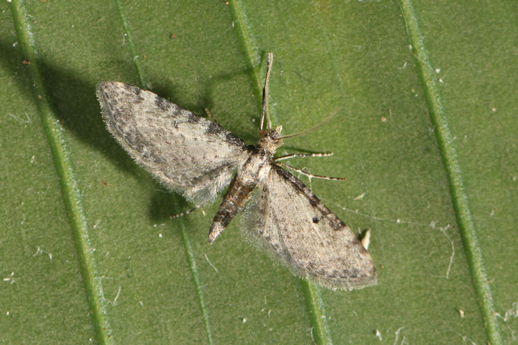 Eupithecia montana