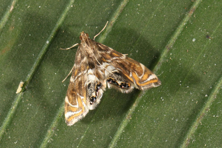 Acentropinae sp.2
