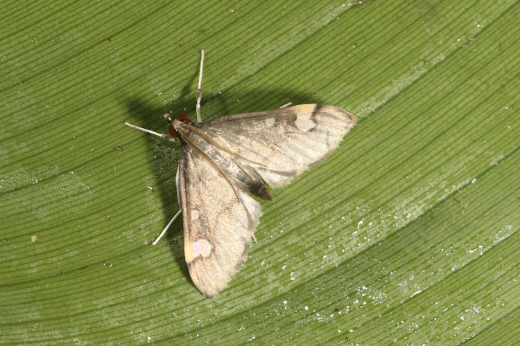 Deuterophysa albilunalis