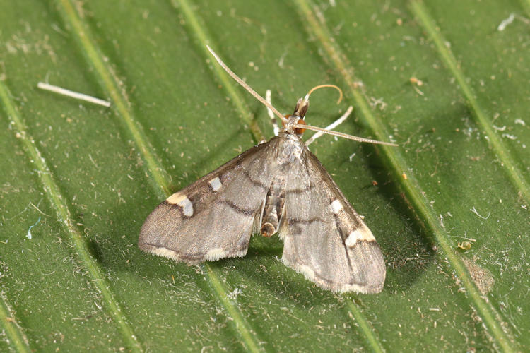 Deuterophysa albilunalis