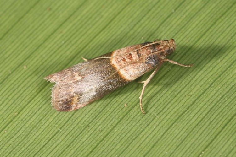 Pyralidae sp.