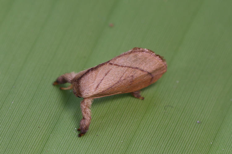 Limacodidae sp.