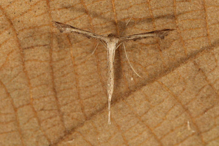Pterophoridae sp.2