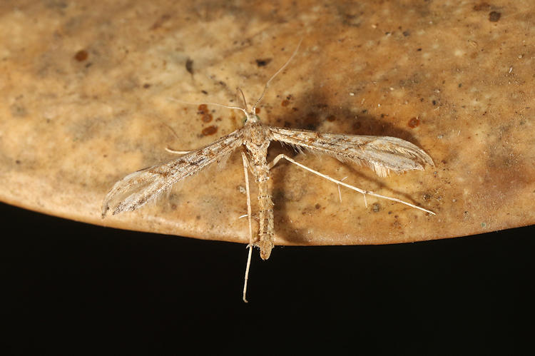 Pterophoridae sp.3