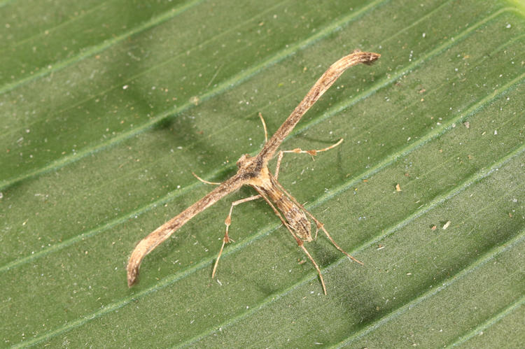 Pterophoridae sp.5