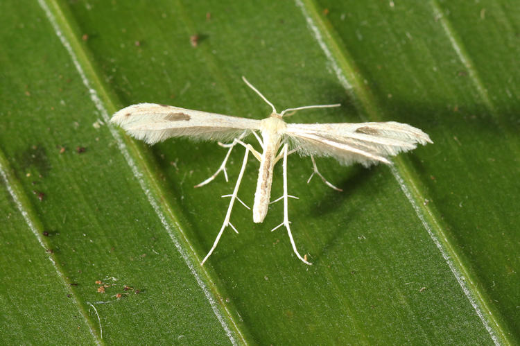 Pterophoridae sp.