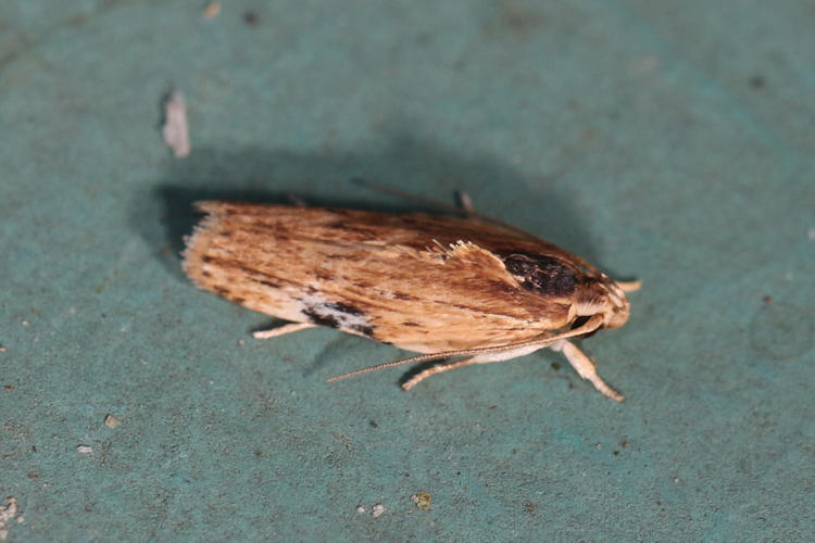 Gelechiidae sp.06