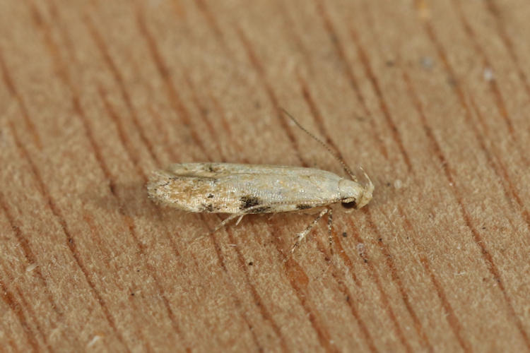 Gelechiidae sp.05