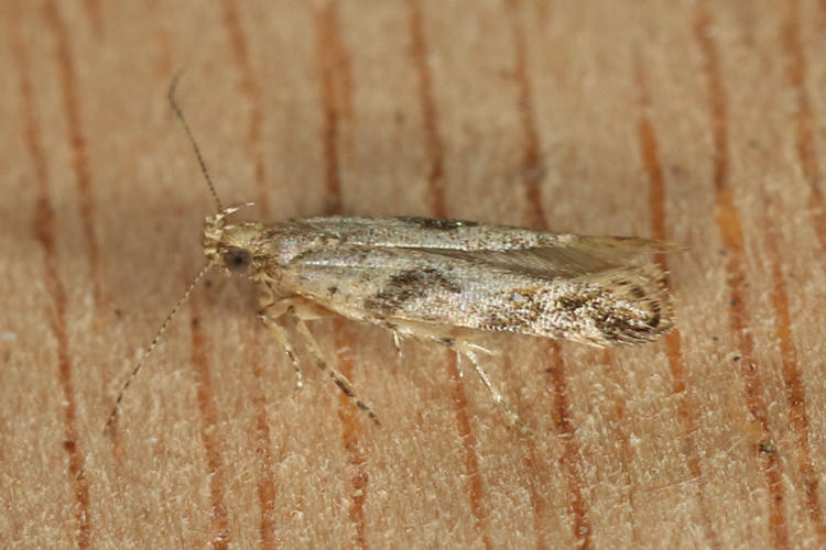 Gelechiidae sp.04