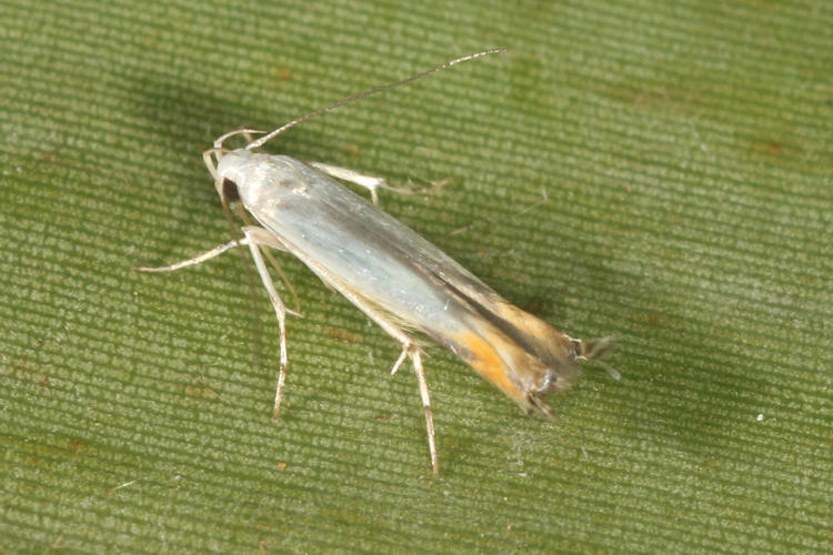 Gracillariidae sp.4