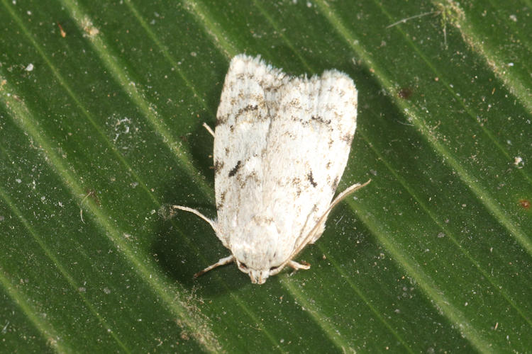 Gelechoidea sp.