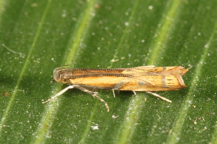 Gelechiidae sp.01