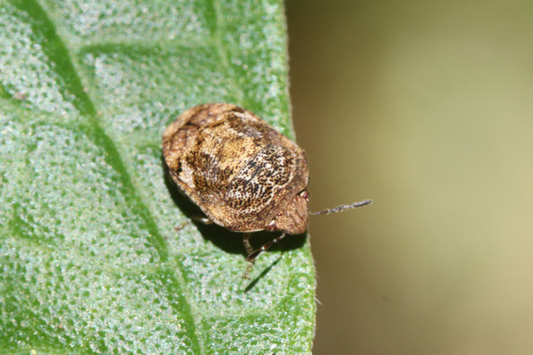 Pachycorinae sp.