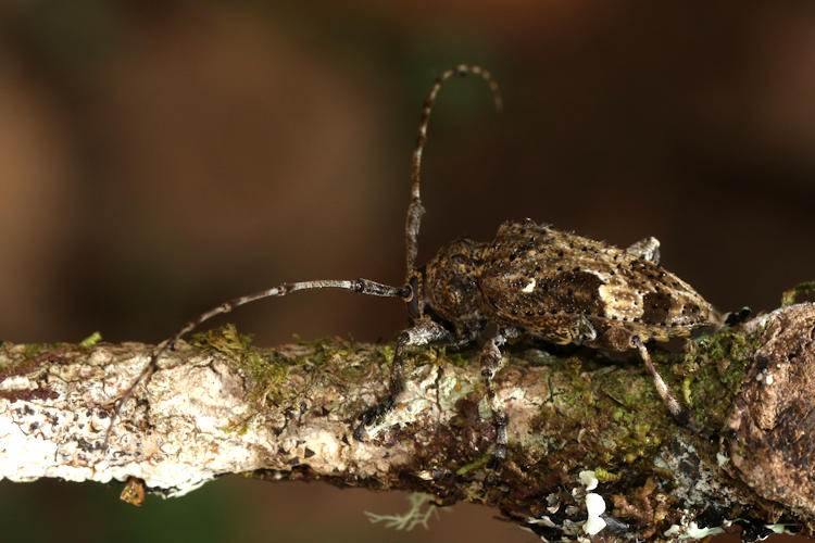 Lagocheirus cristulatus