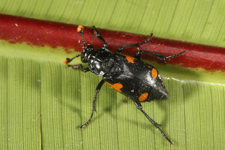 Nicrophorus quadrimaculatus