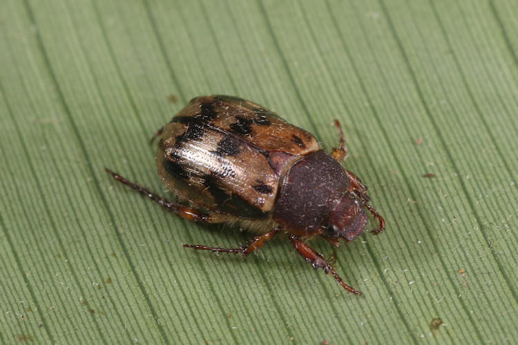 Scarabaeidae sp.