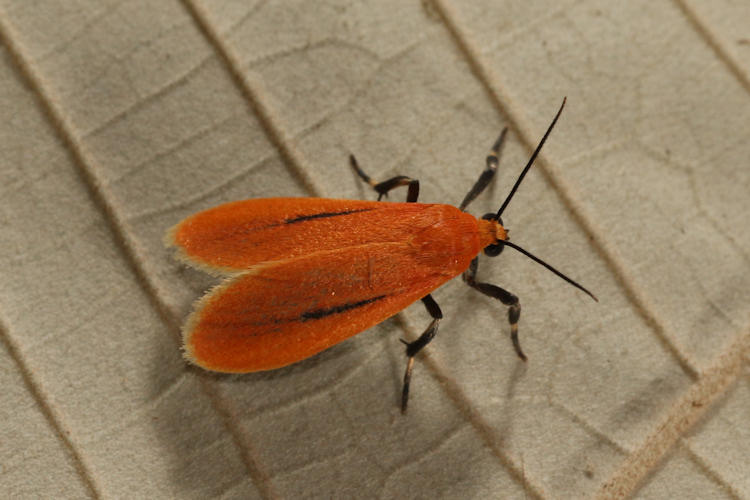 Arctiidae sp.