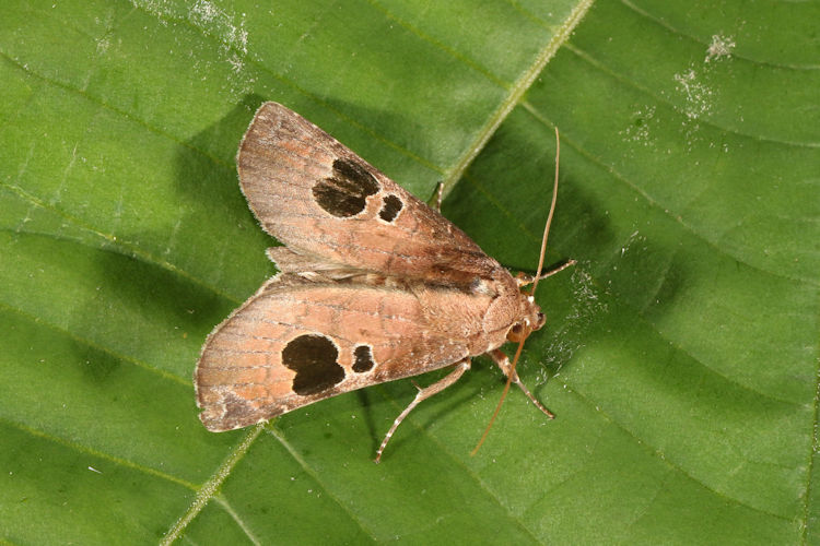 Noctuoidea sp.