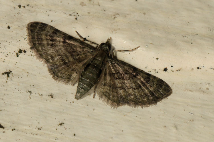 Eupithecia sp.27