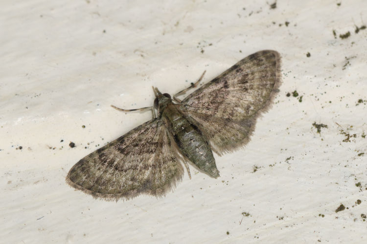 Eupithecia sp.27