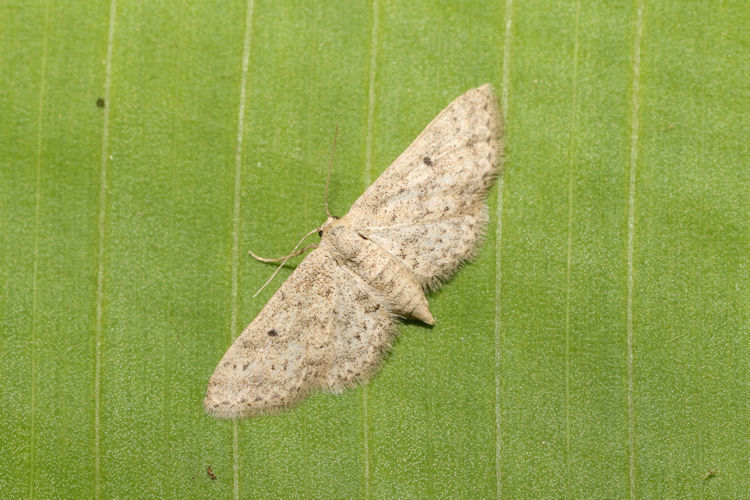 Eupithecia sp.28