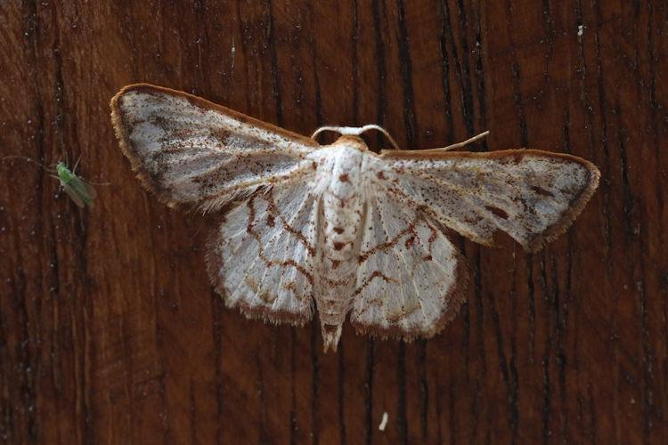 Chernetidae sp.