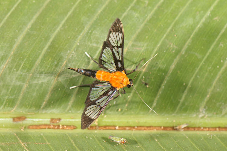 Trichaea pilicornis