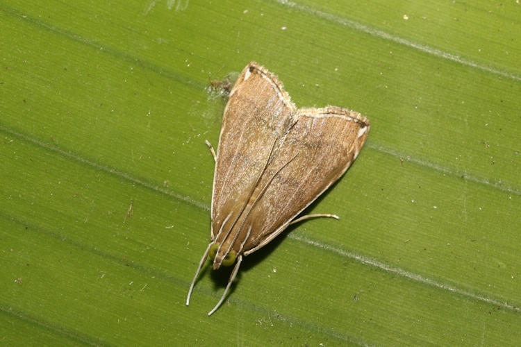Trischistognatha pyrenealis