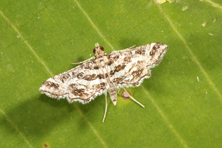 Diasemiopsis leodocusalis
