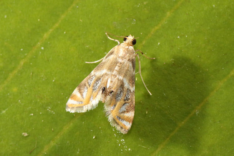 Acentropinae sp.4