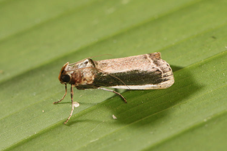 Carthara albicosta