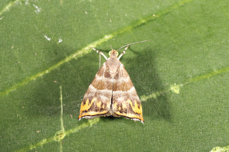 Hemerophila xutholopa