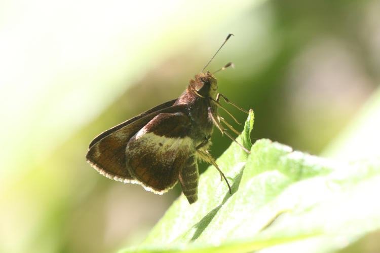 Mnasicles vopiscus