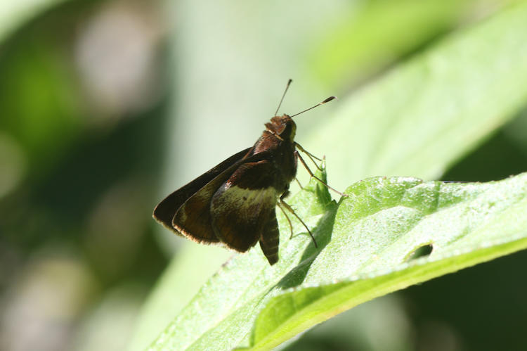 Remella vopiscus