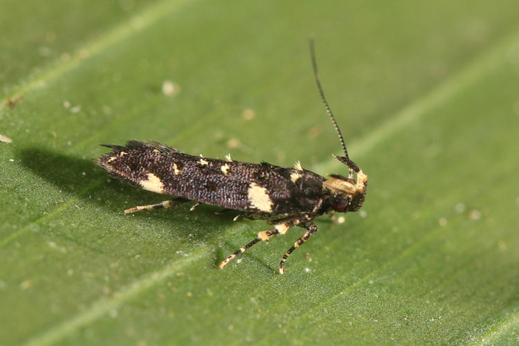 Cosmopterigidae sp.4