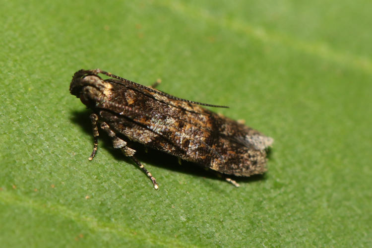 Gelechiinae sp.01