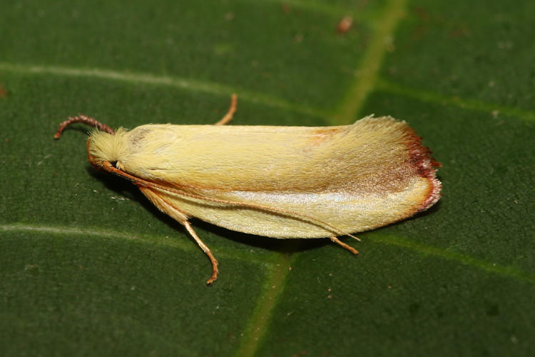 Oecophoridae sp.02