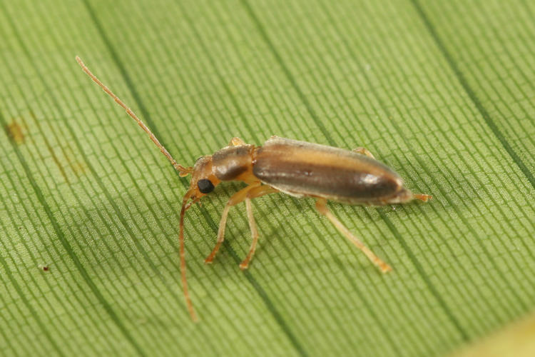 Oedemeridae sp.