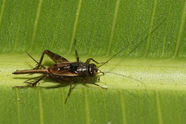 Trigonidiidae sp.
