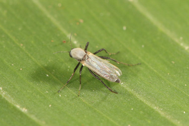 Ceratopogoninae sp.
