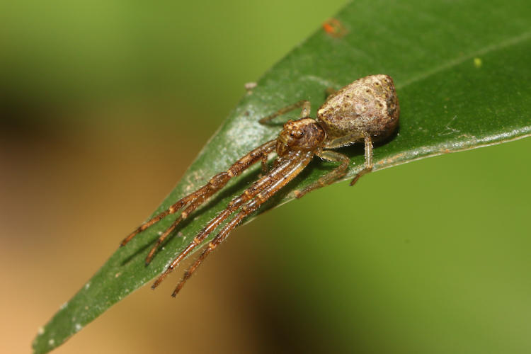 Chernetidae sp.