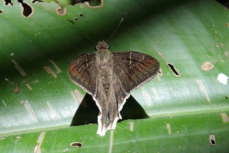 Cecropterus (Murgaria) albimargo