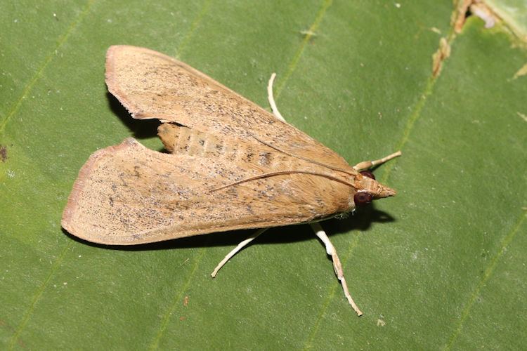 Anarmodia inflexalis