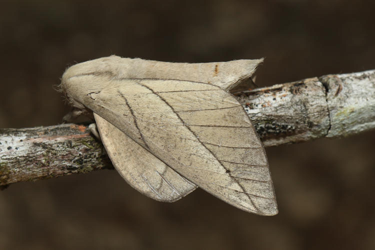 Citioica anthonilis