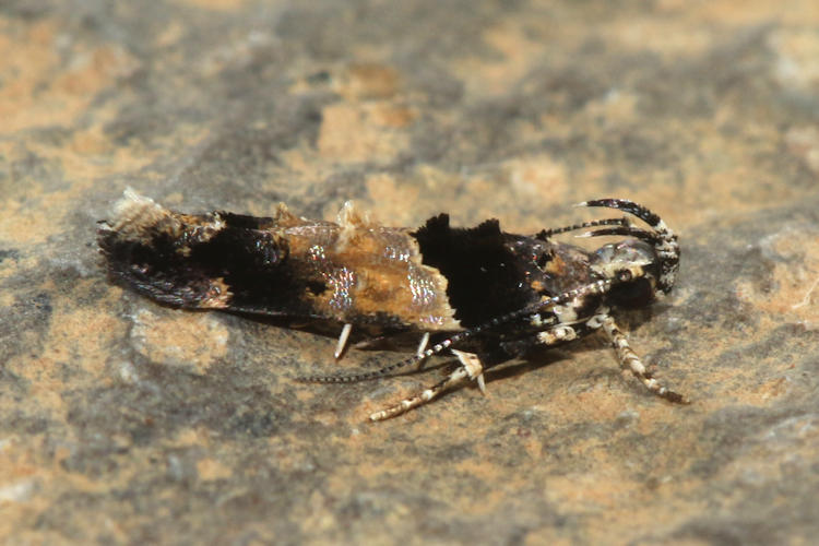 Cosmopterigidae sp.2